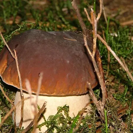 Cafe Les Fleurs 2* Argelès-Gazost