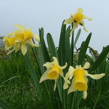 Cafe Les Fleurs Szálloda Argelès-Gazost