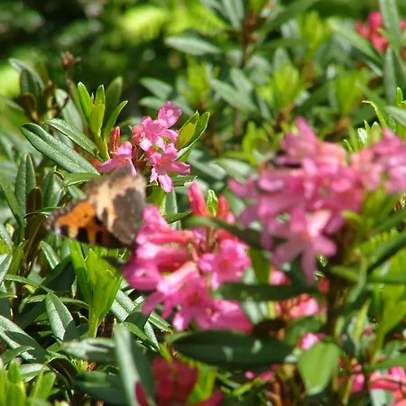 Cafe Les Fleurs Argelès-Gazost