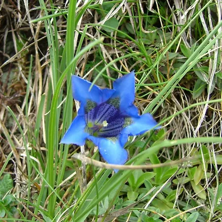 Szálloda Cafe Les Fleurs 2*