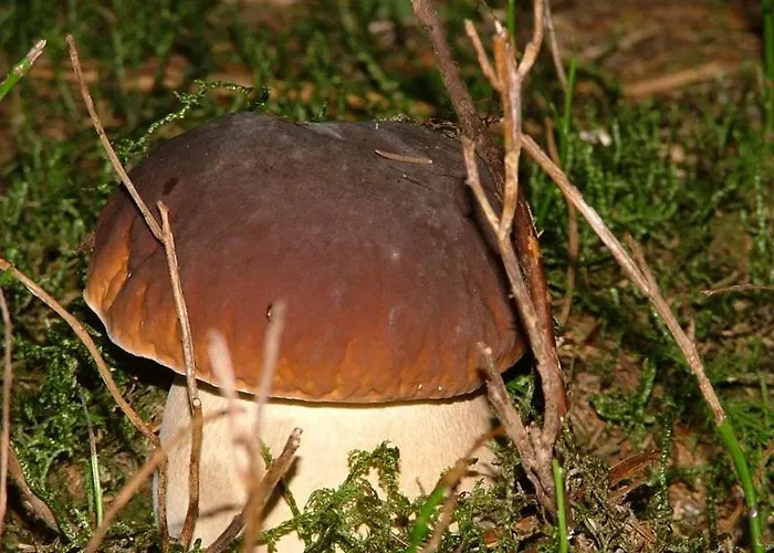 Cafe Les Fleurs 2* アルジュレス・ガゾスト