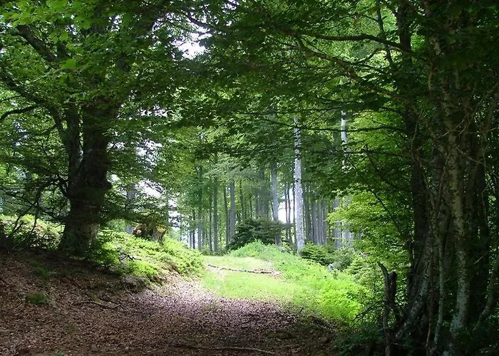 ホテル Cafe Les Fleurs アルジュレス・ガゾスト