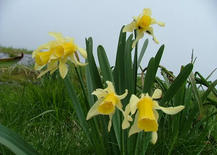 Cafe Les Fleurs ホテル アルジュレス・ガゾスト