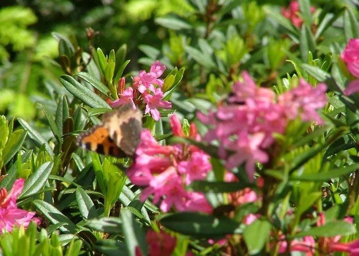 Cafe Les Fleurs アルジュレス・ガゾスト