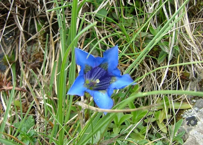 ホテル Cafe Les Fleurs 2*